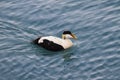 Image of common eider,a typical sea-duck of iceland